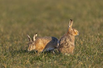 A buck cautiously approaches the fieldfare (Lepus europaeus) from behind, mating season, morning