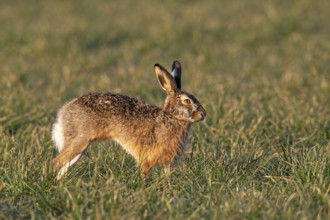 Another male brown hare (Lepus europaeus) appears in the meadow, mating season, morning light,