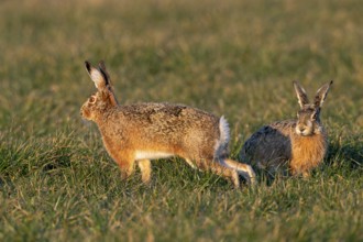 A buck approaches a pair of brown hares (Lepus europaeus) and a few seconds later a wild chase