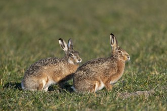 A male rabbit attentively observes the behaviour of the fieldfare (Lepus europaeus), mating season,