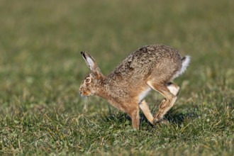 Running study of a brown hare (Lepus europaeus), mating season, morning light, gathering time,