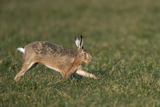 A male brown hare (Lepus europaeus), also known as a buck, looking for a female willing to mate,