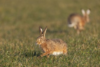 For a brief moment, the fieldfare (Lepus europaeus) can take a breather, the bucks are busy with