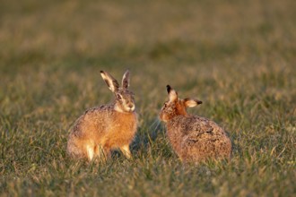 A male carefully approaches a female fieldfare (Lepus europaeus), always careful not to be boxed by