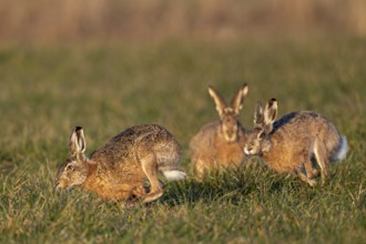 In a wild chase, the bucks circle the female hare (Lepus europaeus), which is watching the hare's