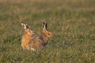 The male brown hare (Lepus europaeus) and the female hare watching two bucks nearby, mating season,