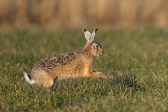 The buck hops purposefully towards the fieldfare (Lepus europaeus), mating season, morning light,