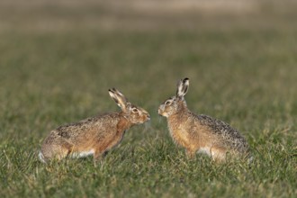 A buck cautiously approaches a fieldfare (Lepus europaeus) during mating season, mating season,