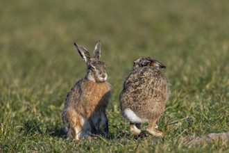 The fieldfare (Lepus europaeus) acknowledges many attempts by the male to approach with a defensive
