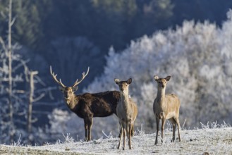 A herd of Japanese sika deer (Cervus nippon nippon) stands on a frost-covered meadow in hilly