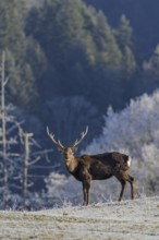 A Japanese sika deer stag (Cervus nippon nippon) stands on a frost-covered meadow in hilly terrain.