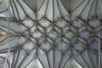 Net vault of the late Gothic three-nave hall church, 15th century, Birthälm fortified church,