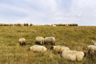 Sheep grazing on dike, flock of sheep, dike lambs, herding dogs, landscape management, coastal
