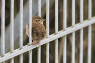 A wren (Troglodytes troglodytes) sits quietly on a metal fence surrounded by a natural background,