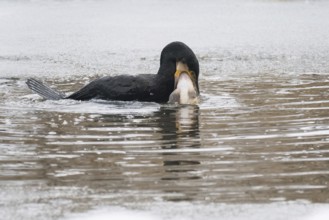 A cormorant (Phalacrocorax carbo) catches a fish in icy water surrounded by a wintry environment,
