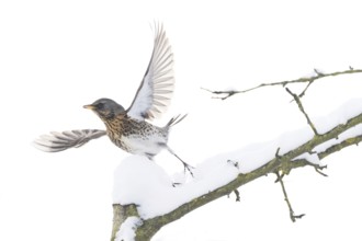 A juniper thrush (Turdus pilaris) flies off a snow-covered branch in a wintry landscape, Hesse,