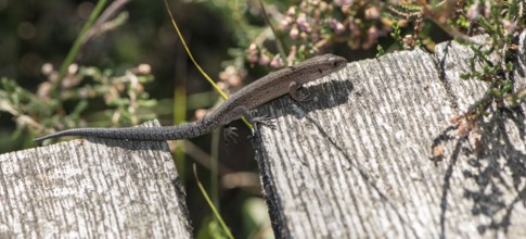 Forest lizard (Zootoca vivipara) or mountain lizard (Syn. Lacerta vivipara), also bog lizard, runs,