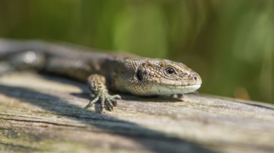 Forest lizard (Zootoca vivipara) or mountain lizard (Syn. Lacerta vivipara), also bog lizard,