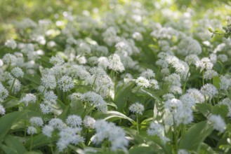 A carpet of flowering wild garlic (Allium ursinum) in a sunny forest, medicinal plant, medicinal