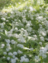 A carpet of flowering wild garlic (Allium ursinum) in a sunny forest, medicinal plant, medicinal
