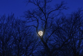 Full moon between bare trees, Upper Austria