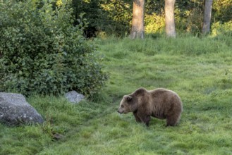 European brown bear (Ursus arctos) standing on a meadow at the edge of a forest in the evening