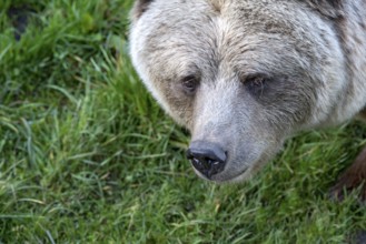 European brown bear (Ursus arctos), close-up of face, animal portrait, Poing Wildlife Park, Upper