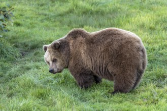 European brown bear (Ursus arctos) standing on a meadow at the edge of the forest, Poing Wildlife
