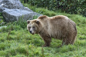 European brown bear (Ursus arctos) standing on a meadow with rocks at the edge of the forest, Poing