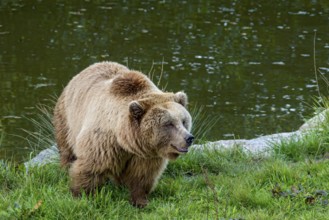 European brown bear (Ursus arctos) running on a meadow on the shore of a pond, Poing Wildlife Park,