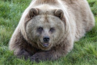 European brown bear (Ursus arctos) resting relaxed in a meadow with its mouth open, showing its