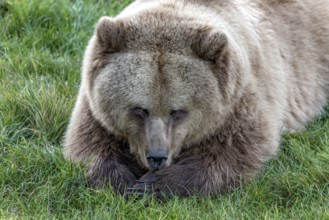 European brown bear (Ursus arctos) resting relaxed in a meadow, looking into the camera, Poing
