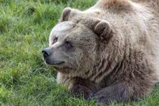 European brown bear (Ursus arctos) resting relaxed in a meadow, Poing Wildlife Park, Upper Bavaria,
