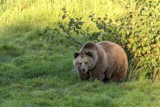 European brown bear (Ursus arctos) emerges from a bush at the edge of a forest in the evening