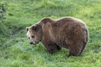European brown bear (Ursus arctos) standing with open mouth on a meadow at the edge of a forest,