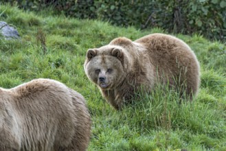 European brown bears (Ursus arctos) running on a meadow at the edge of the forest, Poing Wildlife