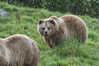 European brown bears (Ursus arctos) walking on a meadow at the edge of the forest, looking into the