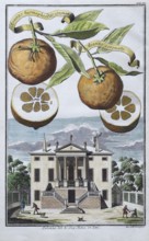 Oranges, aranzo coronato, Arango hermaphrodito coronato, palazzo, Este, hand-colored copper