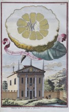 Lemons, citrus fruits, palazzo, Moncelice, hand-colored copper engraving or copper etching by