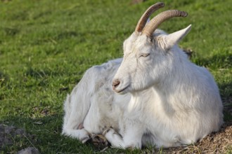 White domestic goat (Capra aegagrus hircus), white German she-goat, Schleswig-Holstein, Germany