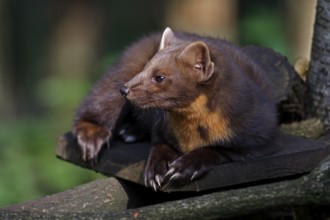 Pine marten (Martes martes) also known as pine marten, captive, Schleswig-Holstein, Germany