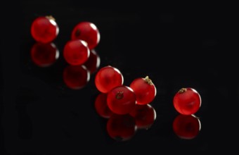 Individual red currants (Ribes rubrum) against a black background, studio shot