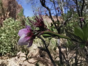 Close-up of a blooming flower, hibiscus (roselle), showing delicate pink petals in nature, Morocco