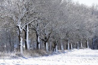 Winter landscape with snow-covered trees, a row of oaks (Quercus robur) at the edge of a field,