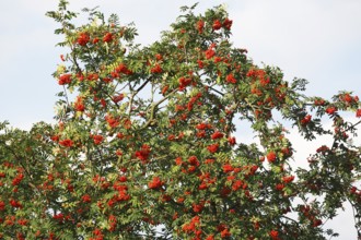 Mountain ash (Sorbus aucuparia) also known as rowan with fruit, Schleswig-Holstein, Germany