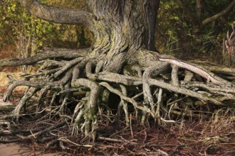 Root system from an old tree on the banks of the Elbe, Schleswig-Holstein, Germany