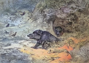 Wild boar, sus scrofa, also the wild boar or Eurasian wild boar in a forest in Austria/wild boar, i