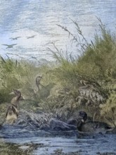 Hunting for mallard or wild duck, Anas platyrhynchos, Jagd/Hunting for mallard or wild duck, hunt,