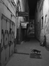 Narrow alley at night with a passing cat and old buildings, monochrome, old town of Essaouira,
