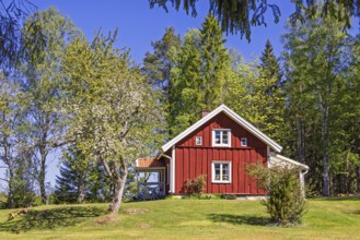 Idyllic red wooden country house with white windows and green lawn surrounded by flowering trees